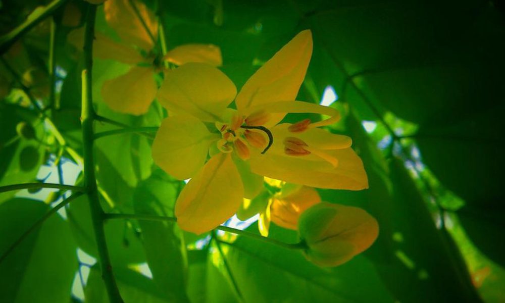 Exploring the Poetic Essence of Summer: Mukul Kesavan’s Latest Works
