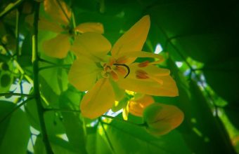 Exploring the Poetic Essence of Summer: Mukul Kesavan’s Latest Works