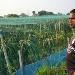 Farmers in Bangladesh Shift from Paddy to High-Value Crops Amid Water Crisis