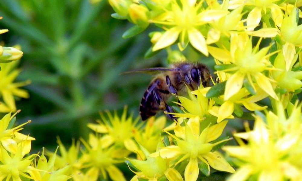 India's Pastoral Communities: Unsung Heroes of Pollinator Conservation on World Bee Day