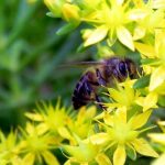 India's Pastoral Communities: Unsung Heroes of Pollinator Conservation on World Bee Day