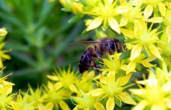 India's Pastoral Communities: Unsung Heroes of Pollinator Conservation on World Bee Day