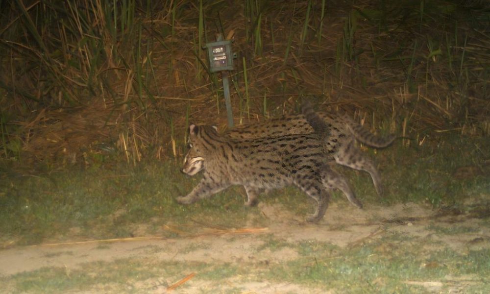 Kaziranga National Park Reports Promising Population of Fishing Cats Amid Floodplains