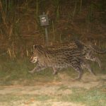 Kaziranga National Park Reports Promising Population of Fishing Cats Amid Floodplains