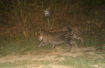 Kaziranga National Park Reports Promising Population of Fishing Cats Amid Floodplains