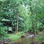 Maharashtra's Vadhavan Port Project Receives Green Light for Forest Land Diversion