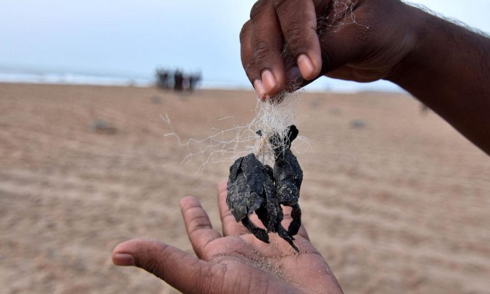 Plastic Pollution Threatens Olive Ridley Turtle Hatchlings on Odisha's Coast