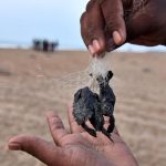 Plastic Pollution Threatens Olive Ridley Turtle Hatchlings on Odisha's Coast