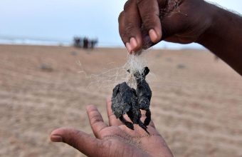 Plastic Pollution Threatens Olive Ridley Turtle Hatchlings on Odisha's Coast