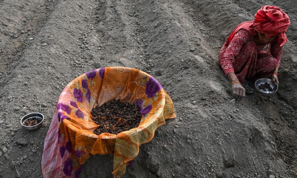 Proposed Seeds Bill Sparks Debate on Federalism and Agricultural Practices in India