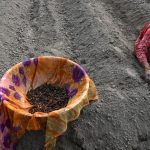 Proposed Seeds Bill Sparks Debate on Federalism and Agricultural Practices in India