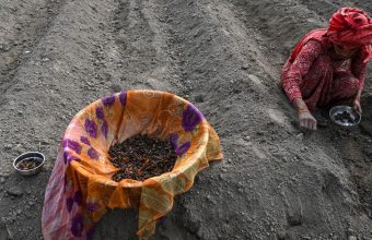 Proposed Seeds Bill Sparks Debate on Federalism and Agricultural Practices in India