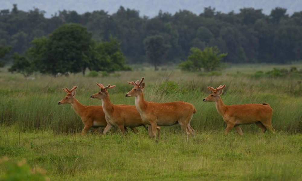 Revival of Hard-Ground Swamp Deer Population in Madhya Pradesh: A Promising Conservation Success