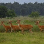 Revival of Hard-Ground Swamp Deer Population in Madhya Pradesh: A Promising Conservation Success