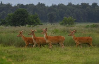 Revival of Hard-Ground Swamp Deer Population in Madhya Pradesh: A Promising Conservation Success