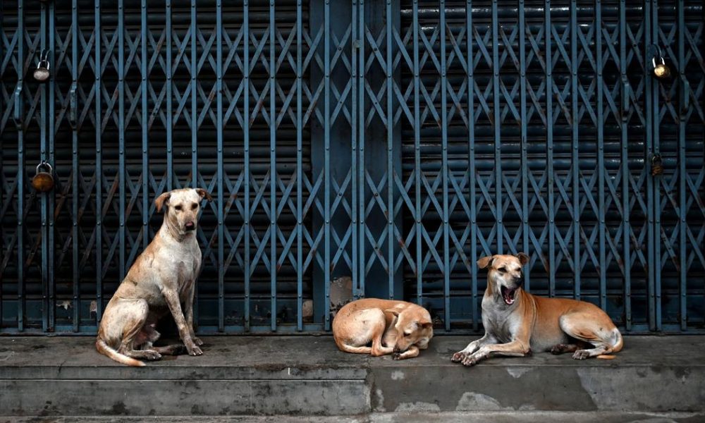 Supreme Court Upholds Stray Dog Removal Order, Warns Officials of Contempt