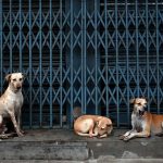 Supreme Court Upholds Stray Dog Removal Order, Warns Officials of Contempt