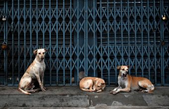 Supreme Court Upholds Stray Dog Removal Order, Warns Officials of Contempt