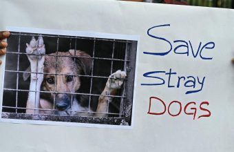 Supreme Court's Stray Dog Verdict Allows Unique Exception for NALSAR Campus