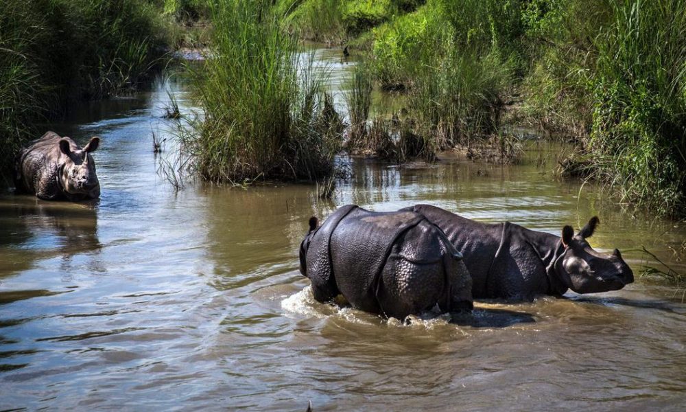 Surge in Illegal Wildlife Trade Threatens the Delicate Ecosystem of the Himalayas