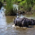 Surge in Illegal Wildlife Trade Threatens the Delicate Ecosystem of the Himalayas