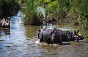 Surge in Illegal Wildlife Trade Threatens the Delicate Ecosystem of the Himalayas