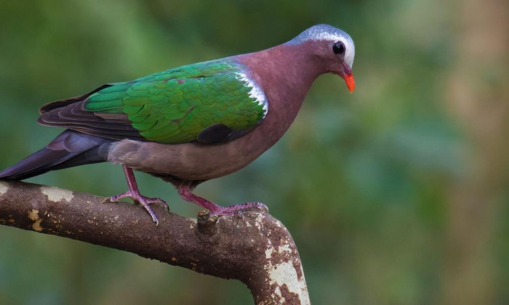 The Hidden Threat: Indian Birds Colliding with Glass Structures Lack Research and Data