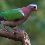 The Hidden Threat: Indian Birds Colliding with Glass Structures Lack Research and Data