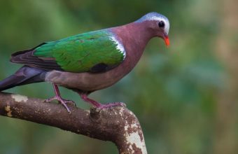 The Hidden Threat: Indian Birds Colliding with Glass Structures Lack Research and Data
