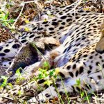 Tragic Loss: Four Wild Cheetah Cubs Found Dead in Kuno National Park