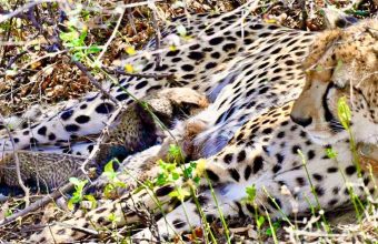 Tragic Loss: Four Wild Cheetah Cubs Found Dead in Kuno National Park
