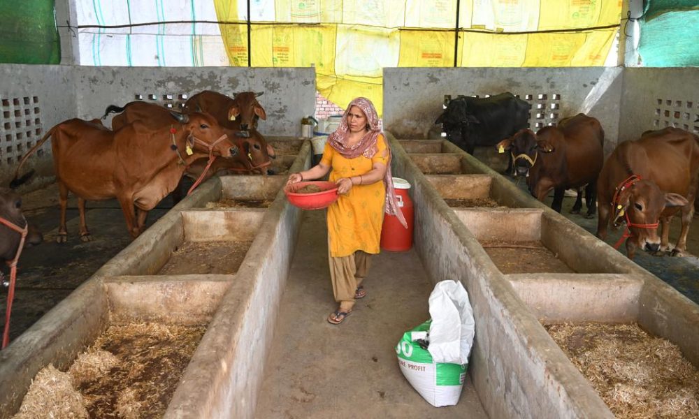 Uttar Pradesh Dairy Farmers Struggle Amid Rising Temperatures and Health Challenges