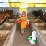 Uttar Pradesh Dairy Farmers Struggle Amid Rising Temperatures and Health Challenges