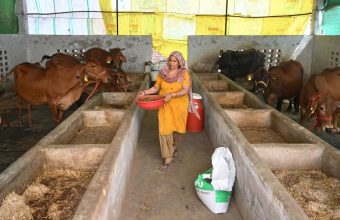 Uttar Pradesh Dairy Farmers Struggle Amid Rising Temperatures and Health Challenges