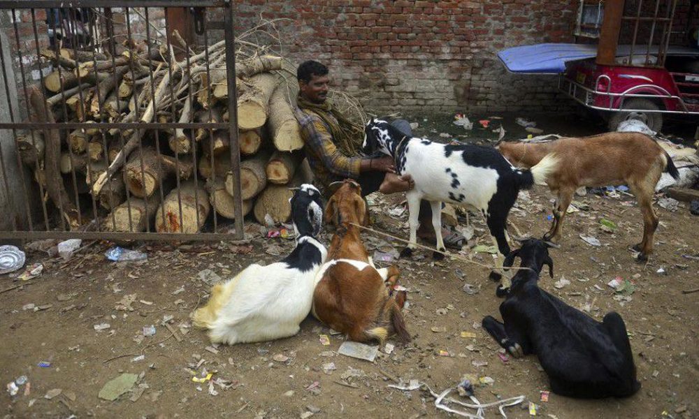 Varanasi's Historic Goat Market Shutdown Ahead of Bakrid Amid Sanitation Concerns