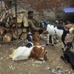 Varanasi's Historic Goat Market Shutdown Ahead of Bakrid Amid Sanitation Concerns