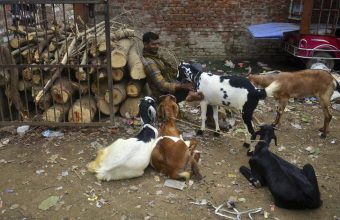 Varanasi's Historic Goat Market Shutdown Ahead of Bakrid Amid Sanitation Concerns