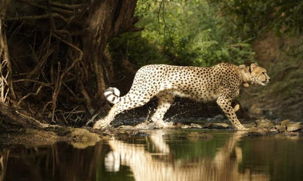 Wandering Cheetahs Spark Concerns Over India's Rewilding Efforts