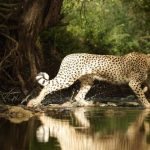 Wandering Cheetahs Spark Concerns Over India's Rewilding Efforts