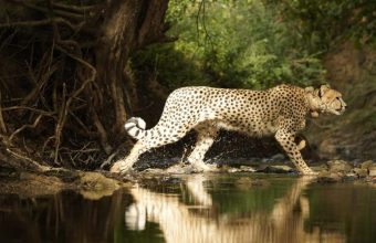 Wandering Cheetahs Spark Concerns Over India's Rewilding Efforts
