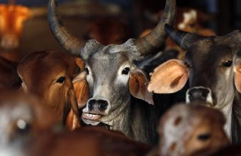 West Bengal Government Implements Ban on Public Animal Slaughter Ahead of Bakrid