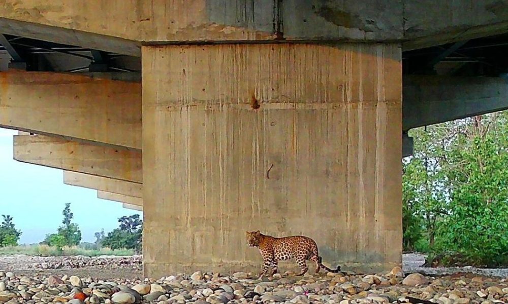 Wildlife Begins to Use Underpasses Along Delhi-Dehradun Expressway, New Study Reveals