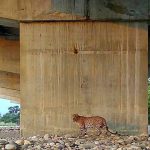 Wildlife Begins to Use Underpasses Along Delhi-Dehradun Expressway, New Study Reveals