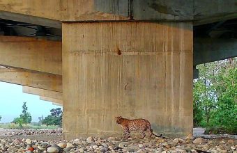 Wildlife Begins to Use Underpasses Along Delhi-Dehradun Expressway, New Study Reveals