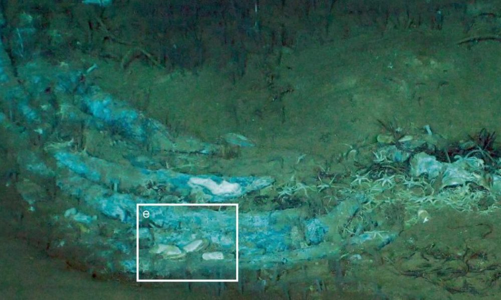 Ancient Whale Graveyard Discovered in Indian Ocean: A 5.3 Million-Year-Old Ecosystem Unveiled