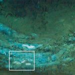 Ancient Whale Graveyard Discovered in Indian Ocean: A 5.3 Million-Year-Old Ecosystem Unveiled