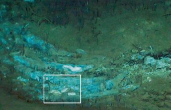 Ancient Whale Graveyard Discovered in Indian Ocean: A 5.3 Million-Year-Old Ecosystem Unveiled