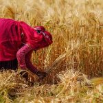 Exploring the Spiritual Essence of Indian Seasons Through Poetry