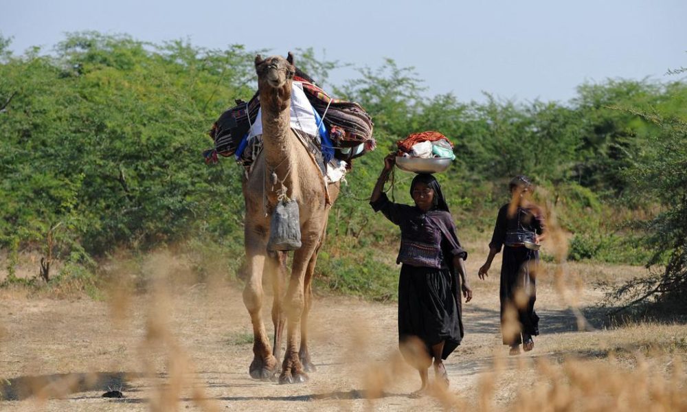 Gujarat's Pastoral Nomads Face Disconnection from Traditional Grazing Grounds