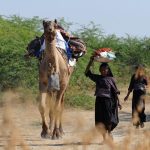 Gujarat's Pastoral Nomads Face Disconnection from Traditional Grazing Grounds